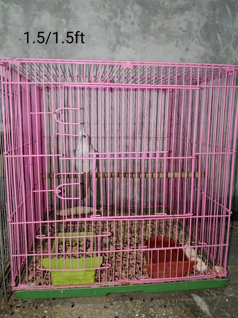 Selling My Setup All Birds & Cages — photo 2