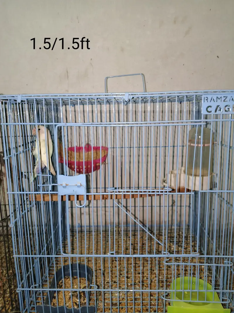 Selling My Setup All Birds & Cages — photo 3