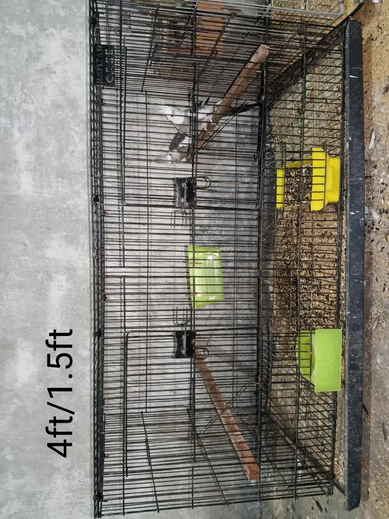 Selling My Setup All Birds & Cages — photo 4