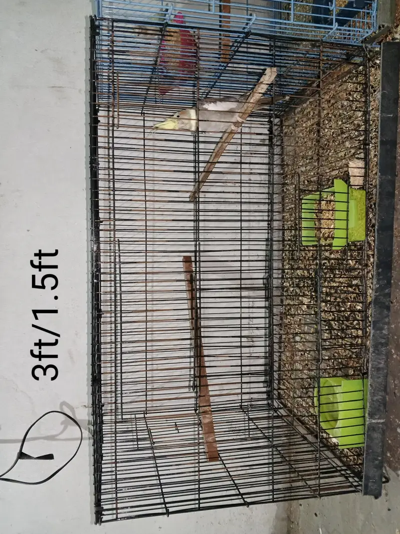 Selling My Setup All Birds & Cages — photo 5