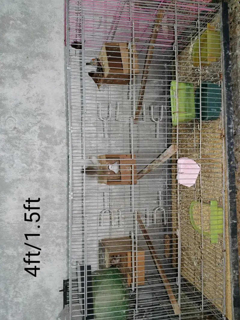 Selling My Setup All Birds & Cages — photo 6