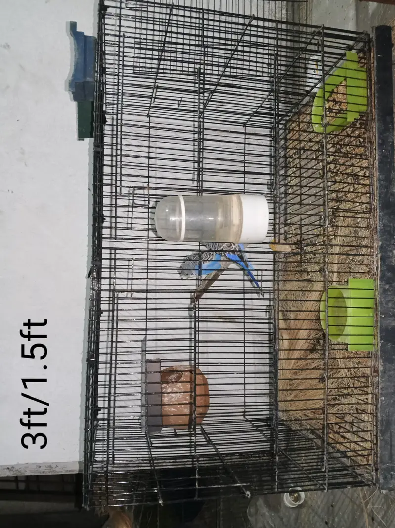 Selling My Setup All Birds & Cages — photo 7