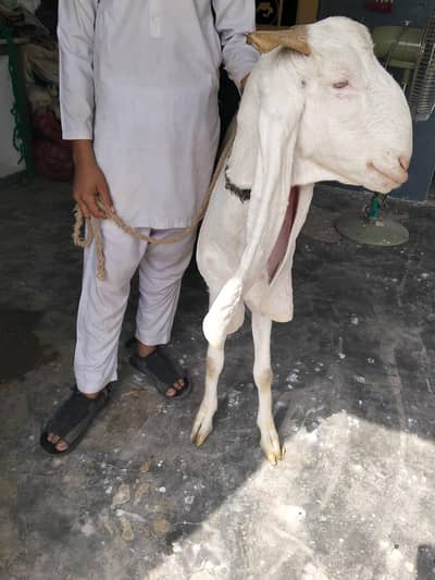sendi bkri arjunt seel