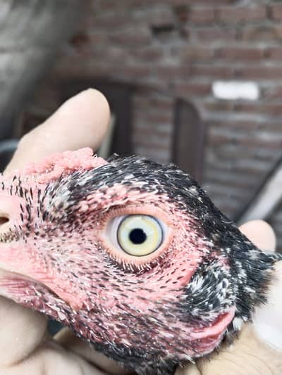 Pure Aseel male&female for sale