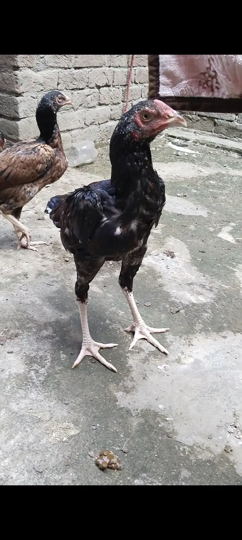 Pure Aseel male&female for sale — photo 3