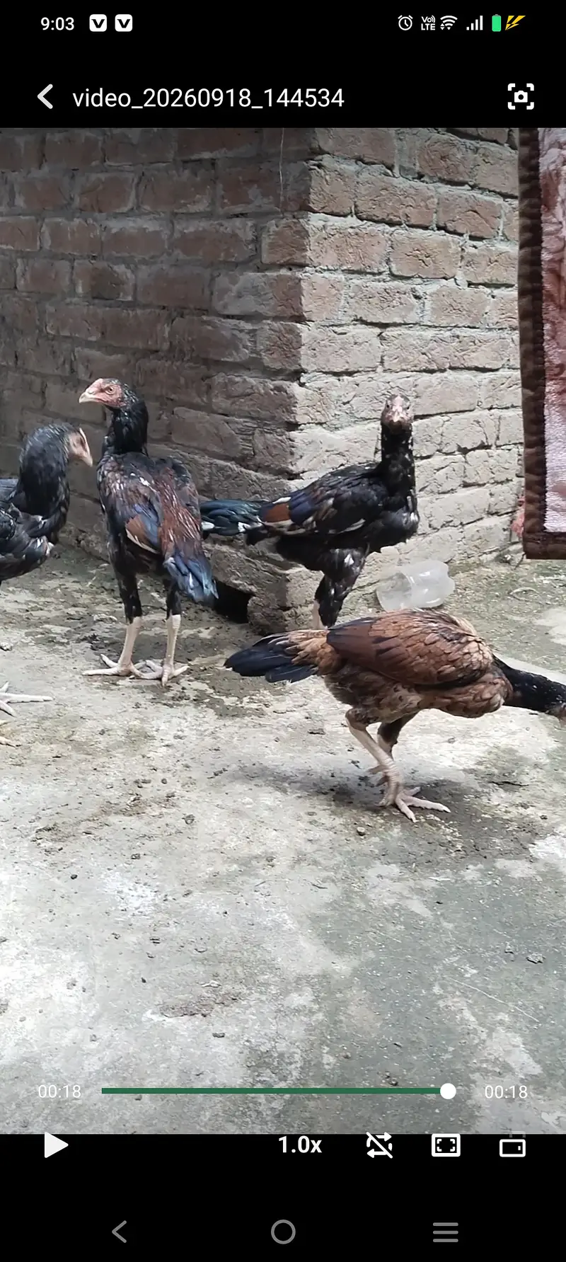 Pure Aseel male&female for sale — photo 4