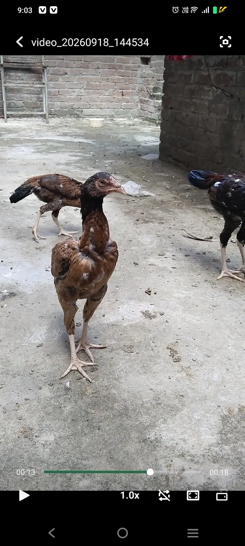 Pure Aseel male&female for sale — photo 5