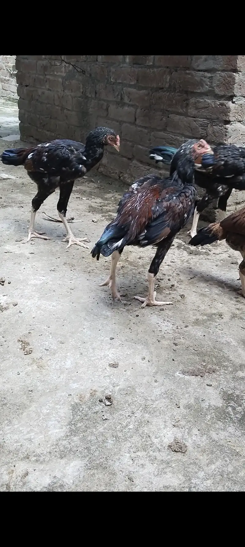 Pure Aseel male&female for sale — photo 6