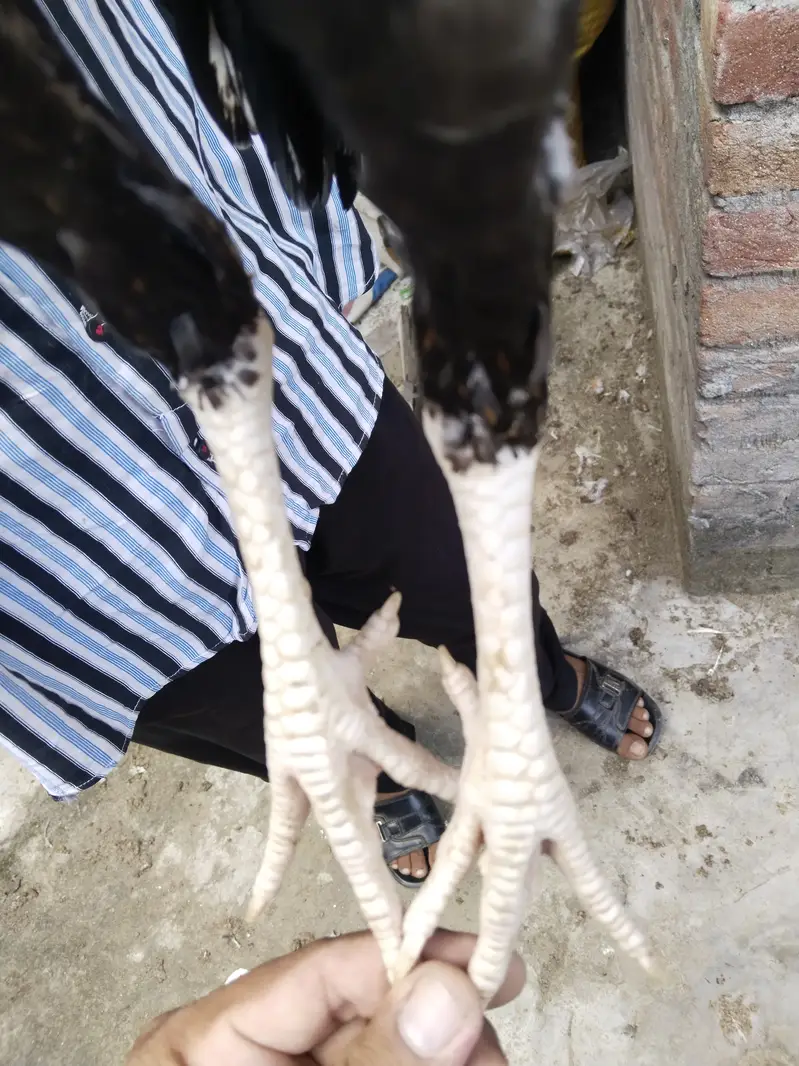 Pure Aseel male&female for sale — photo 7