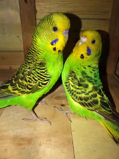 King yellow face breeder pair