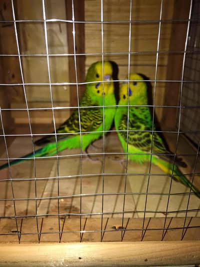 King yellow face breeder pair