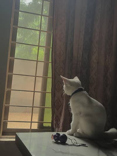 White cat