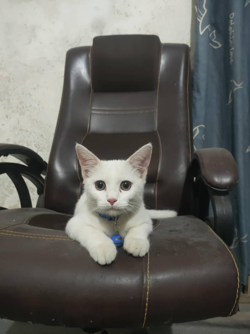 White cat 1