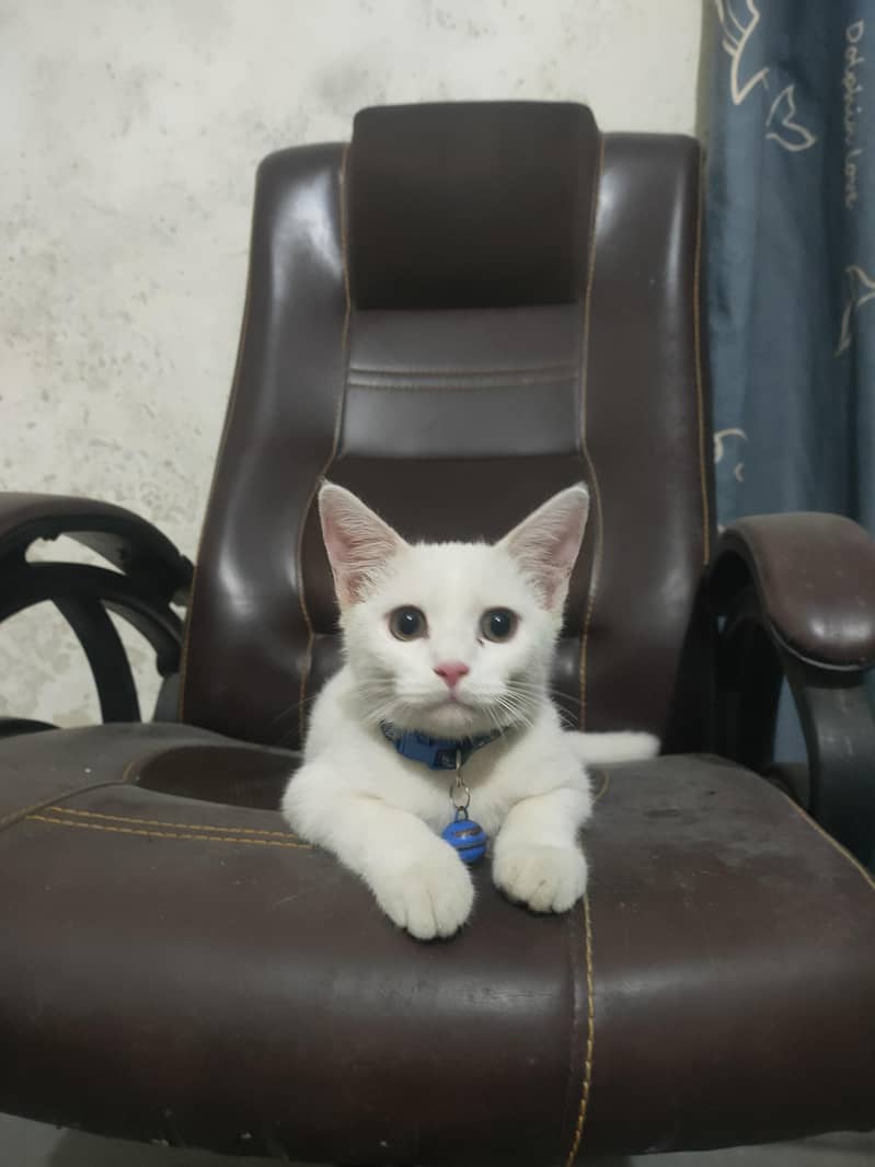 White cat 2