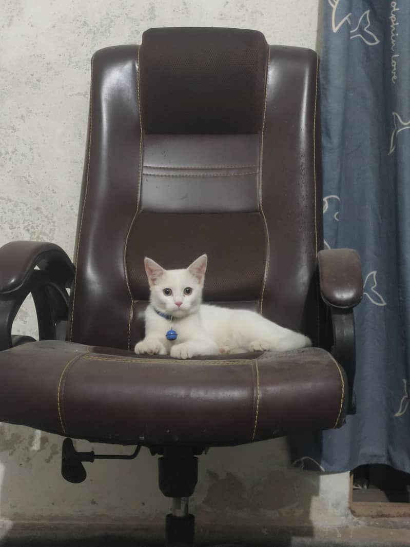 White cat 3