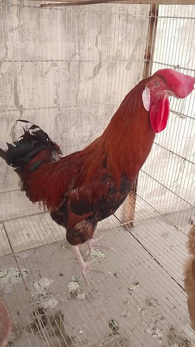 murga or murgi