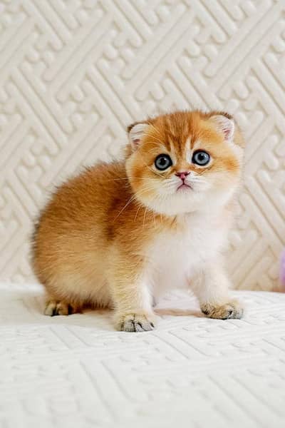 Scottish fold kittens available looking for a new home