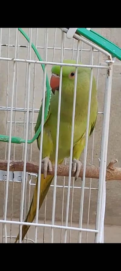 2 adad PARROTS For Sale