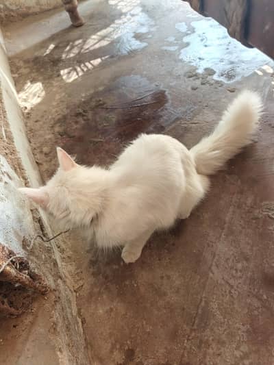 persian female