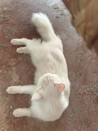 persian cat female
