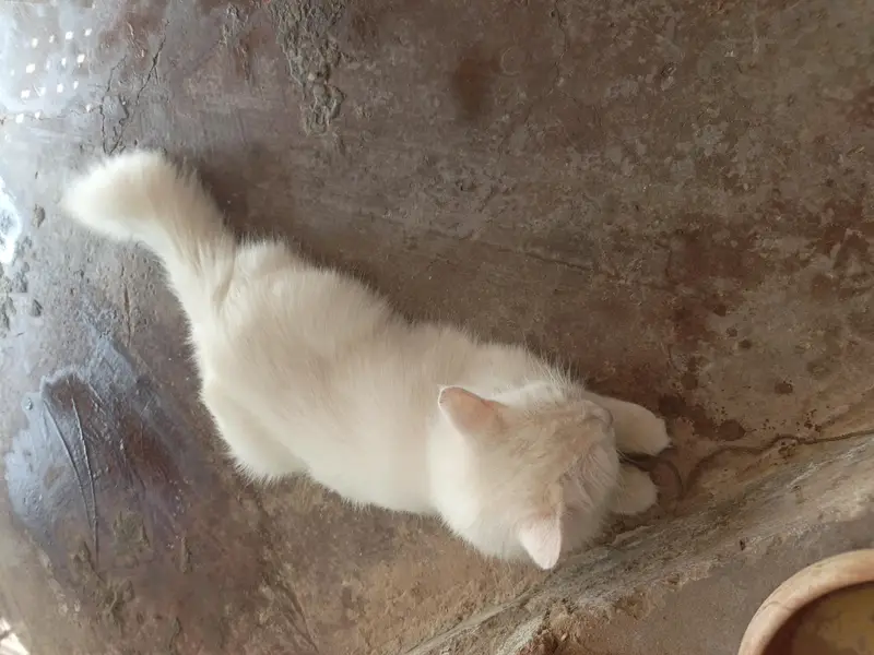 persian cat female — photo 2