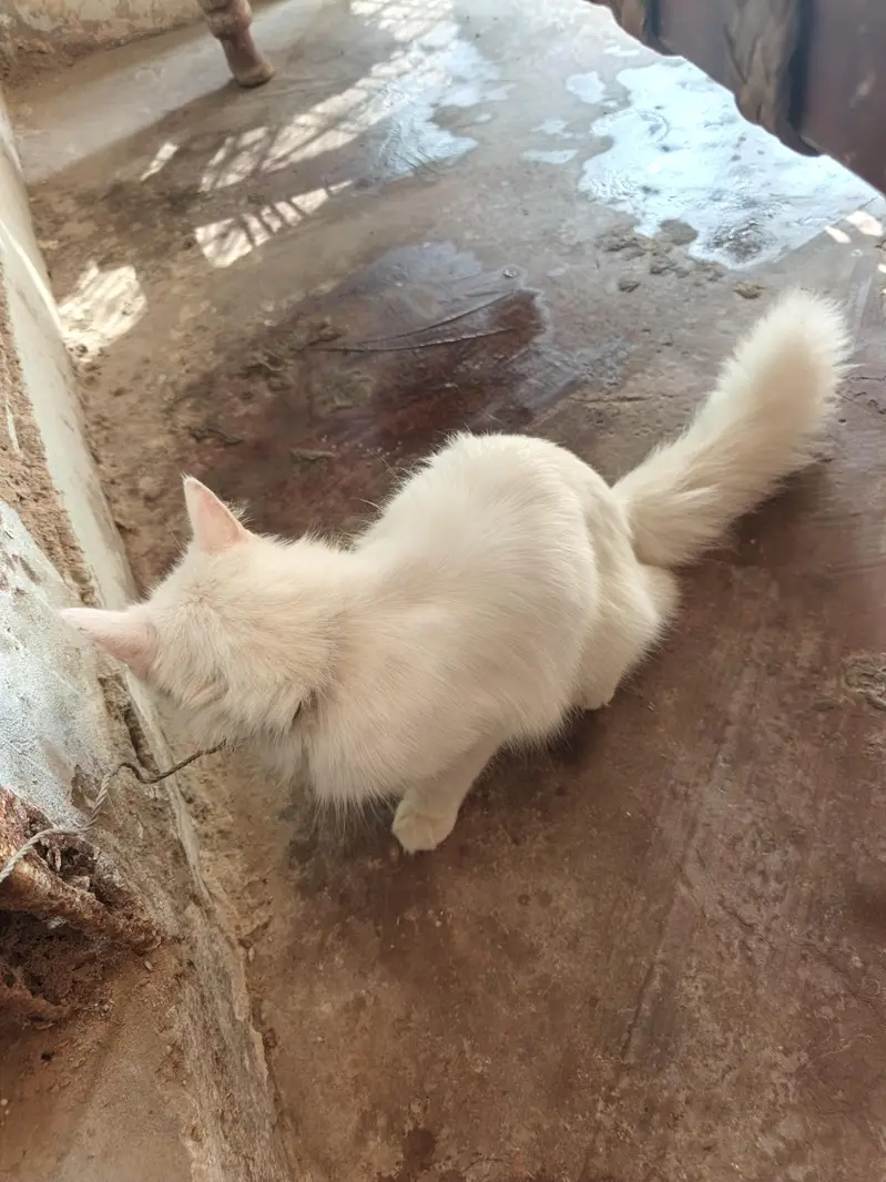 persian cat female — photo 3