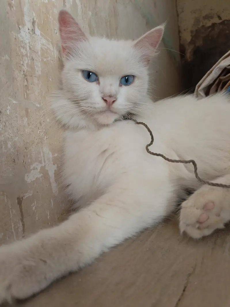 persian cat female — photo 4