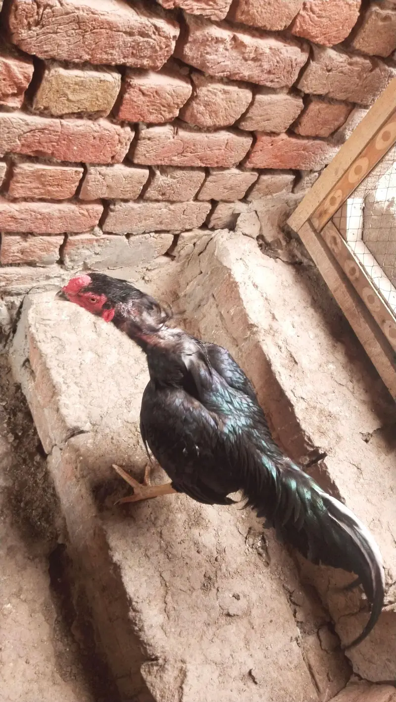 asel murgha — photo 4