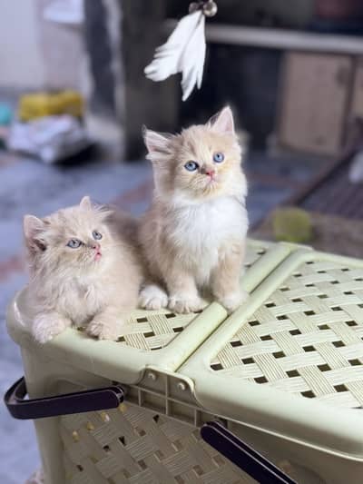 Quality kittens
