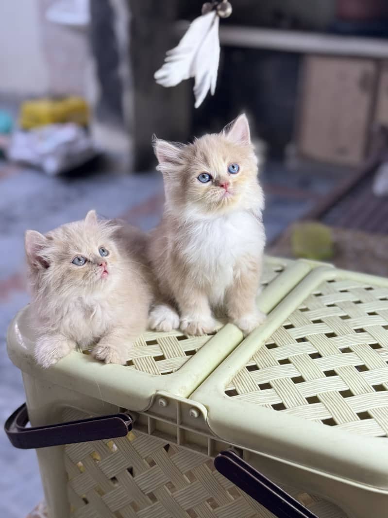 Quality kittens 0