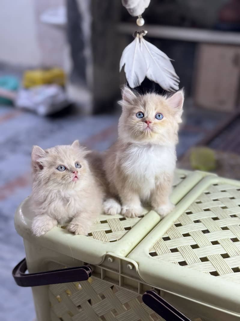 Quality kittens 1