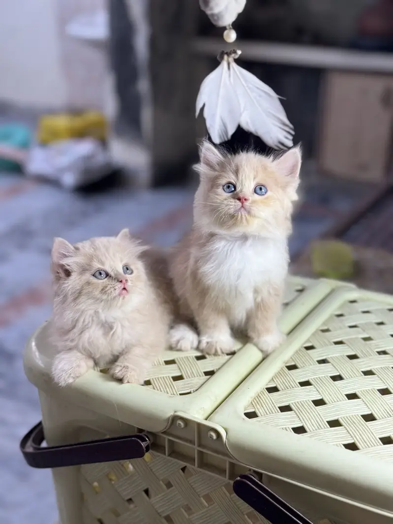 Quality kittens — photo 2