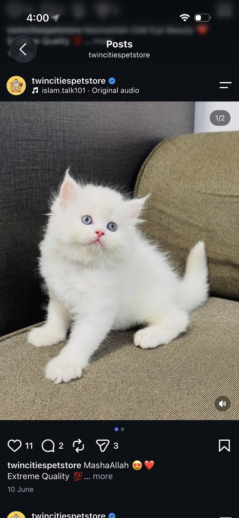 Quality kittens 2