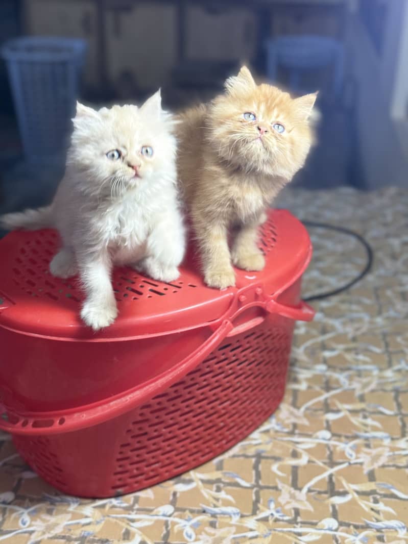 Quality kittens 3