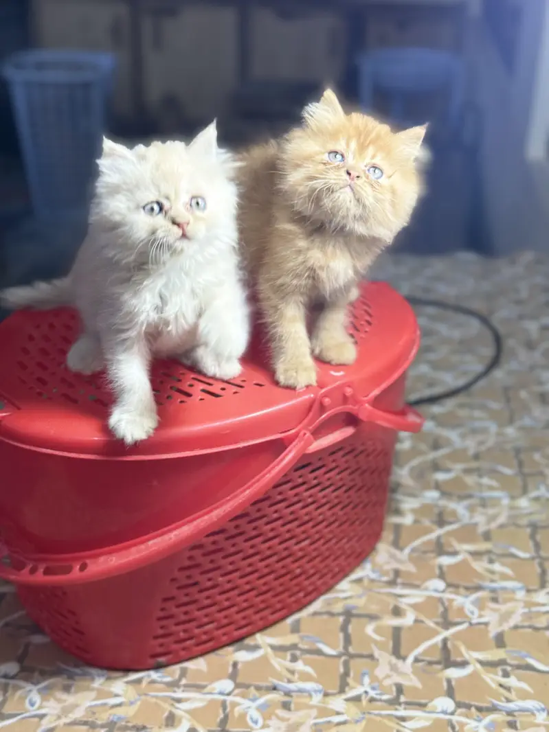 Quality kittens — photo 4