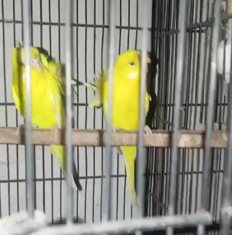 Lutino Hogoromo Breeder pair and Black Wing Male — photo 2