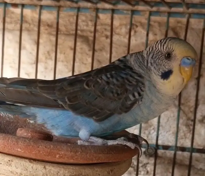 Lutino Hogoromo Breeder pair and Black Wing Male — photo 3