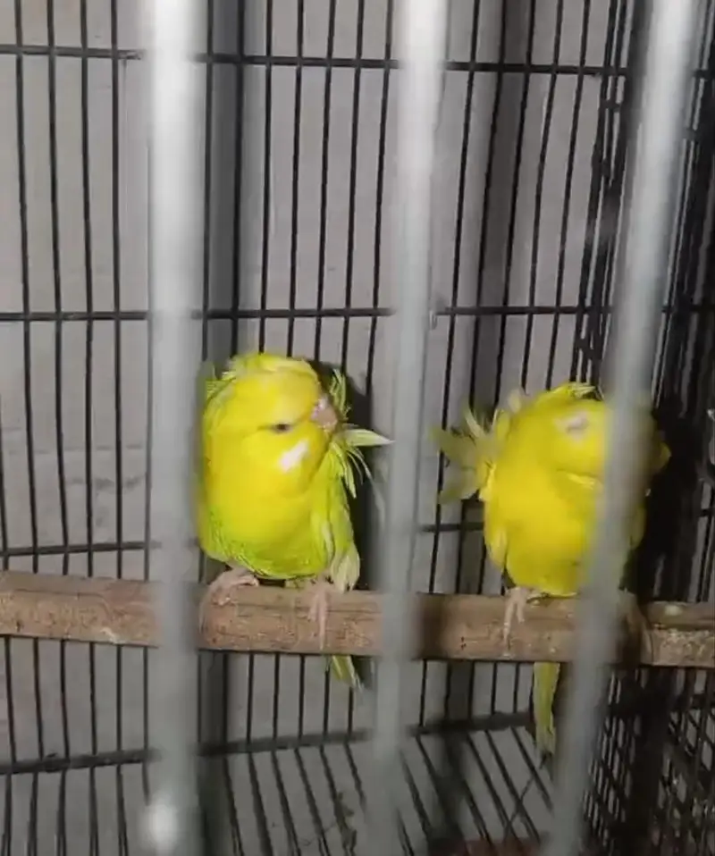 Lutino Hogoromo Breeder pair and Black Wing Male — photo 4