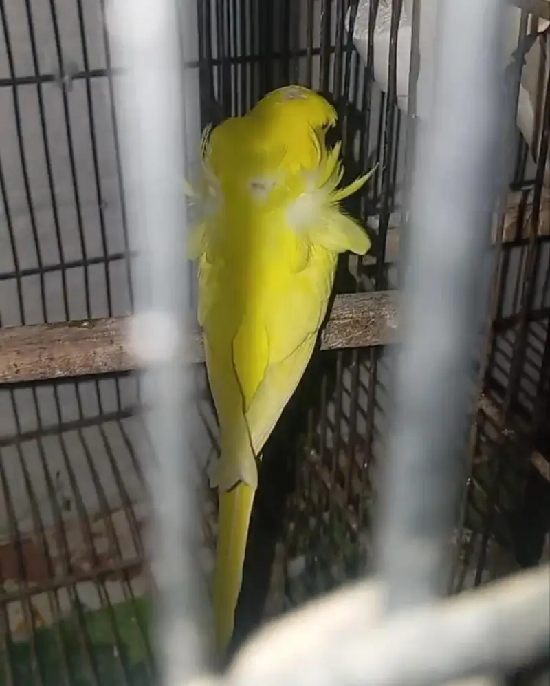 Lutino Hogoromo Breeder pair and Black Wing Male — photo 5
