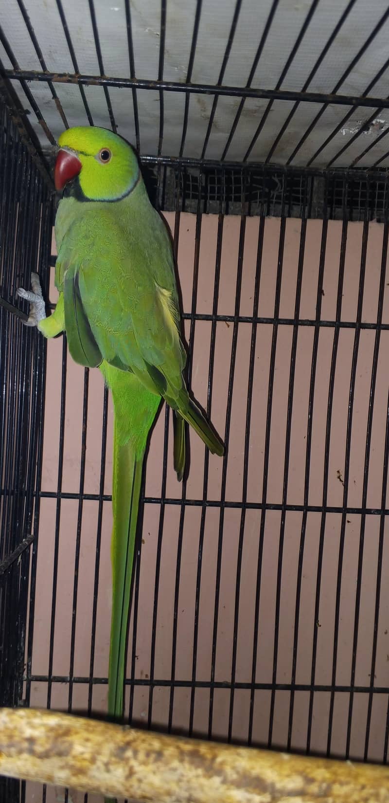 Ring Neck . . . 1