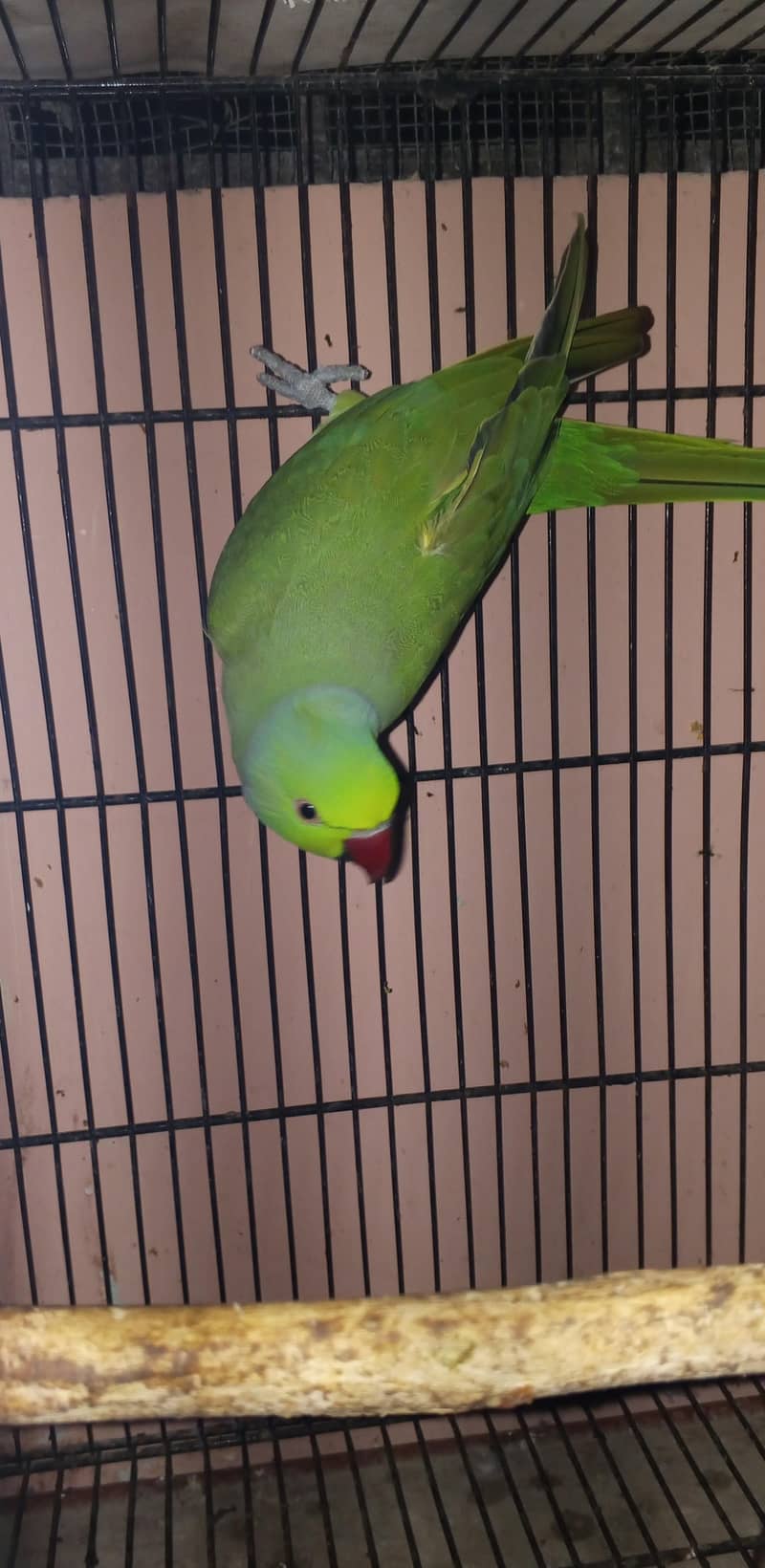 Ring Neck . . . 2