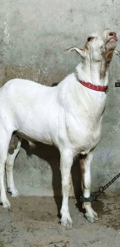 Tedda Breeder (2 Daant Gulabi)