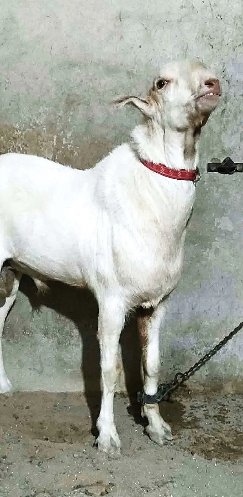 Tedda Breeder (2 Daant Gulabi) — photo 2