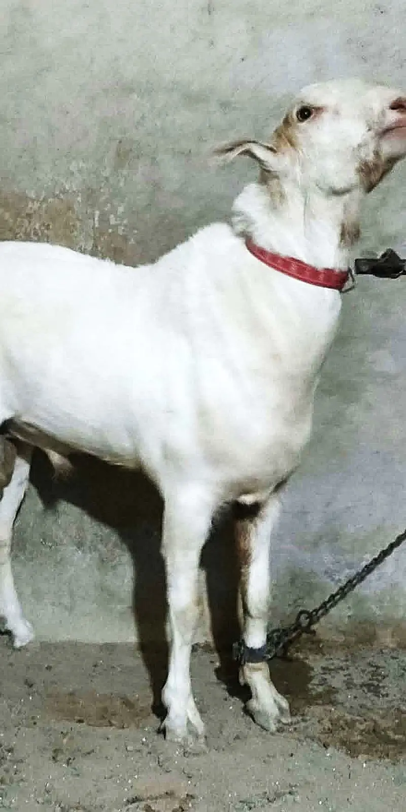 Tedda Breeder (2 Daant Gulabi) — photo 3
