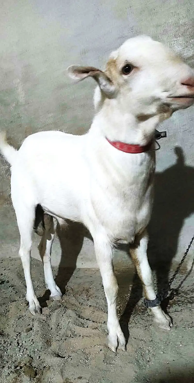 Tedda Breeder (2 Daant Gulabi) — photo 4