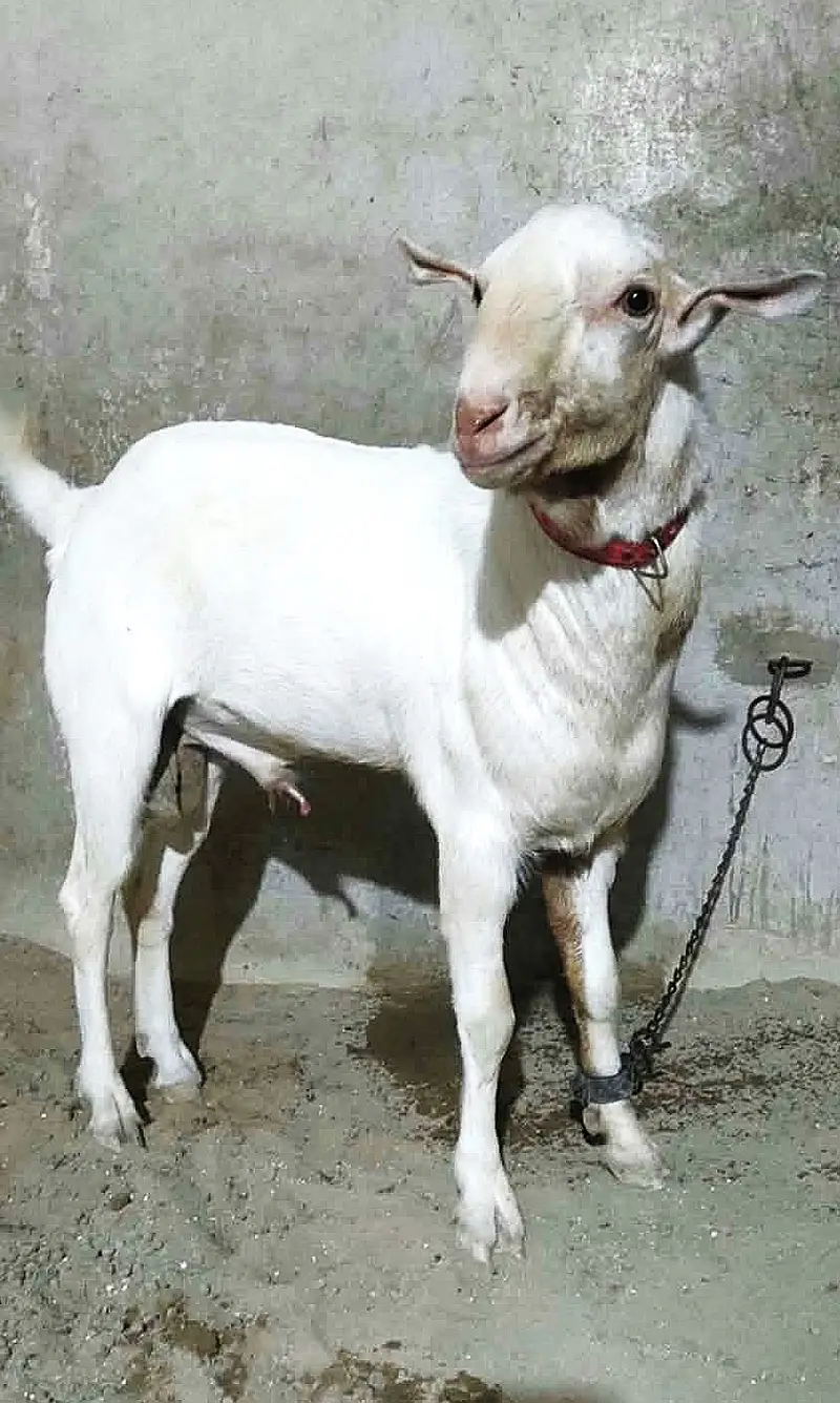 Tedda Breeder (2 Daant Gulabi) — photo 5