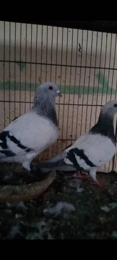 Roshan chiraag jangla pair with eggs
