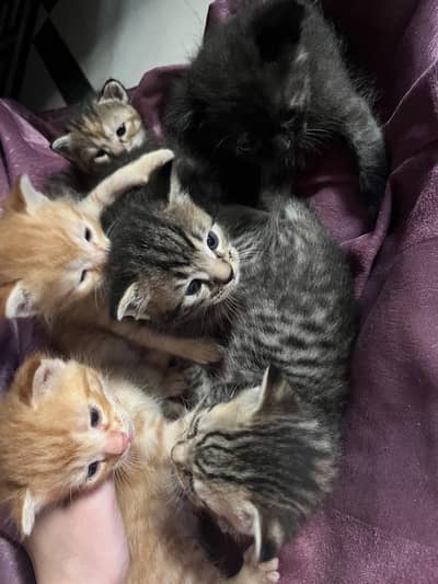 kittens tortoise shell, male and female both available