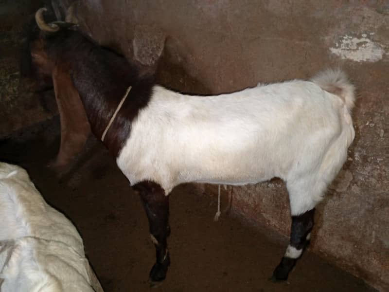 bakra 1