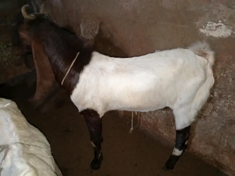 bakra — photo 2